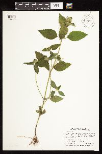 Galeopsis tetrahit image