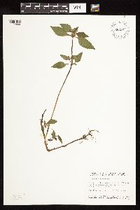 Galeopsis tetrahit image