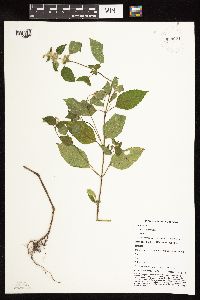 Galeopsis tetrahit image