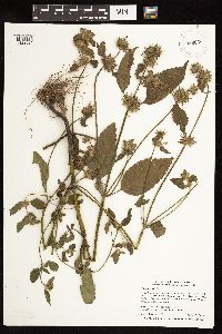 Galeopsis tetrahit image