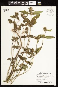 Galeopsis tetrahit image