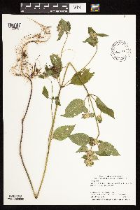 Galeopsis tetrahit image