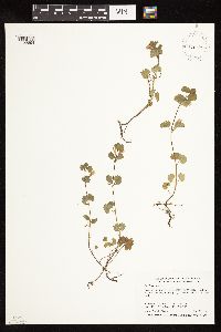 Glechoma hederacea image