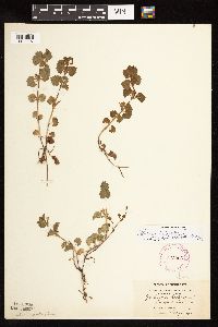 Glechoma hederacea image