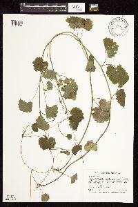 Glechoma hederacea image