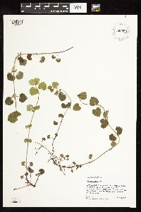 thumbnail image of current specimen