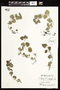 Glechoma hederacea image