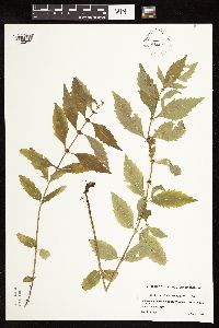 Lycopus americanus image