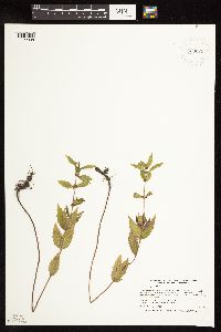 Lycopus uniflorus image