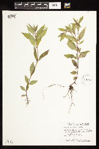 Lycopus uniflorus image