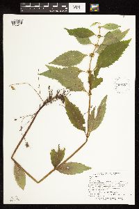 Lycopus virginicus image