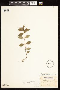 Lycopus uniflorus image