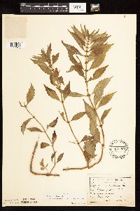 Lycopus uniflorus image