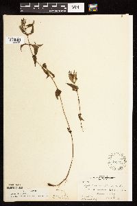 Lycopus uniflorus image