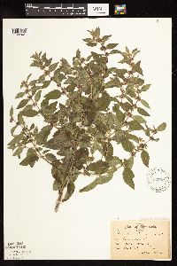 Lycopus uniflorus image