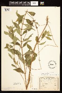 Lycopus uniflorus image
