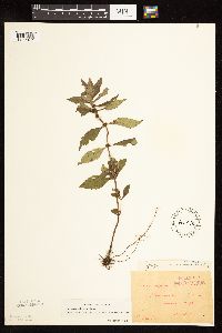 Lycopus uniflorus image