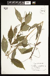 Lycopus virginicus image