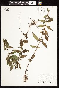 Lycopus uniflorus image