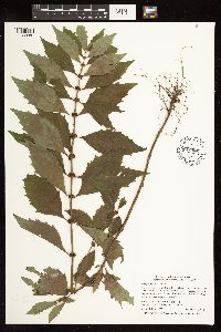 Lycopus uniflorus image
