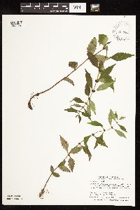 Lycopus uniflorus image
