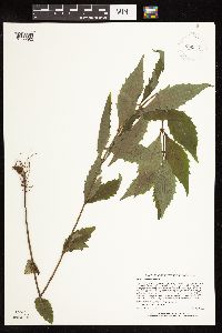 Lycopus uniflorus image