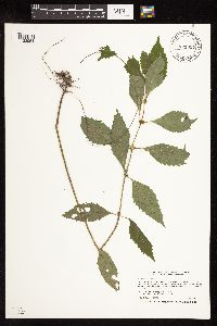 Lycopus virginicus image