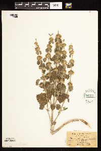 Marrubium vulgare image