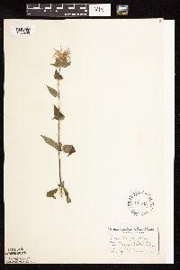Monarda fistulosa image