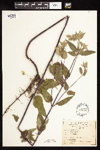 Monarda fistulosa image