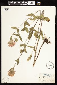 Monarda fistulosa image