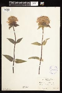 thumbnail image of current specimen