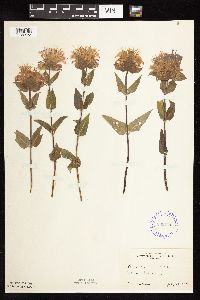 thumbnail image of current specimen