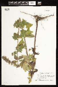 Nepeta cataria image