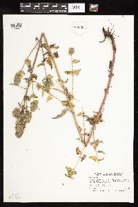 Nepeta cataria image