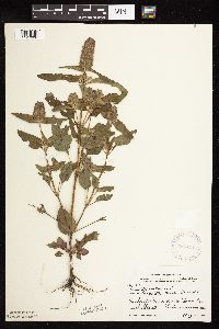 Prunella vulgaris subsp. lanceolata image