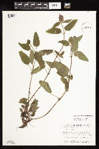 Prunella vulgaris subsp. vulgaris image