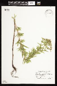 Pycnanthemum virginianum image