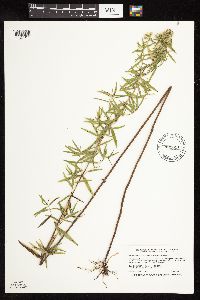 Pycnanthemum virginianum image