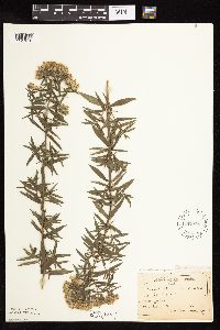 Pycnanthemum virginianum image