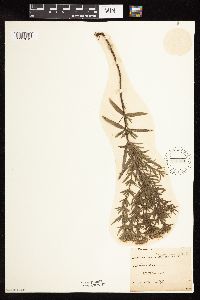 Pycnanthemum virginianum image