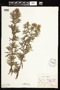 Pycnanthemum virginianum image