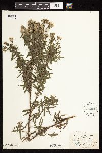 Pycnanthemum virginianum image