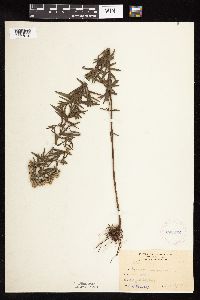 Pycnanthemum virginianum image