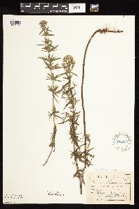 Pycnanthemum virginianum image