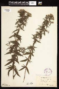 Pycnanthemum virginianum image