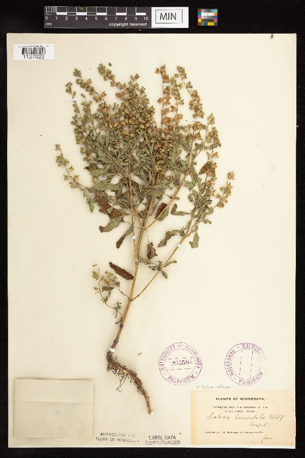 Salvia reflexa image