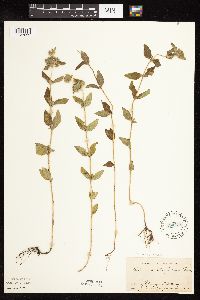 Clinopodium vulgare image
