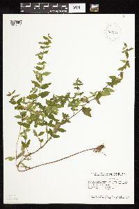 Scutellaria galericulata image