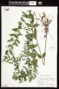 Scutellaria galericulata image